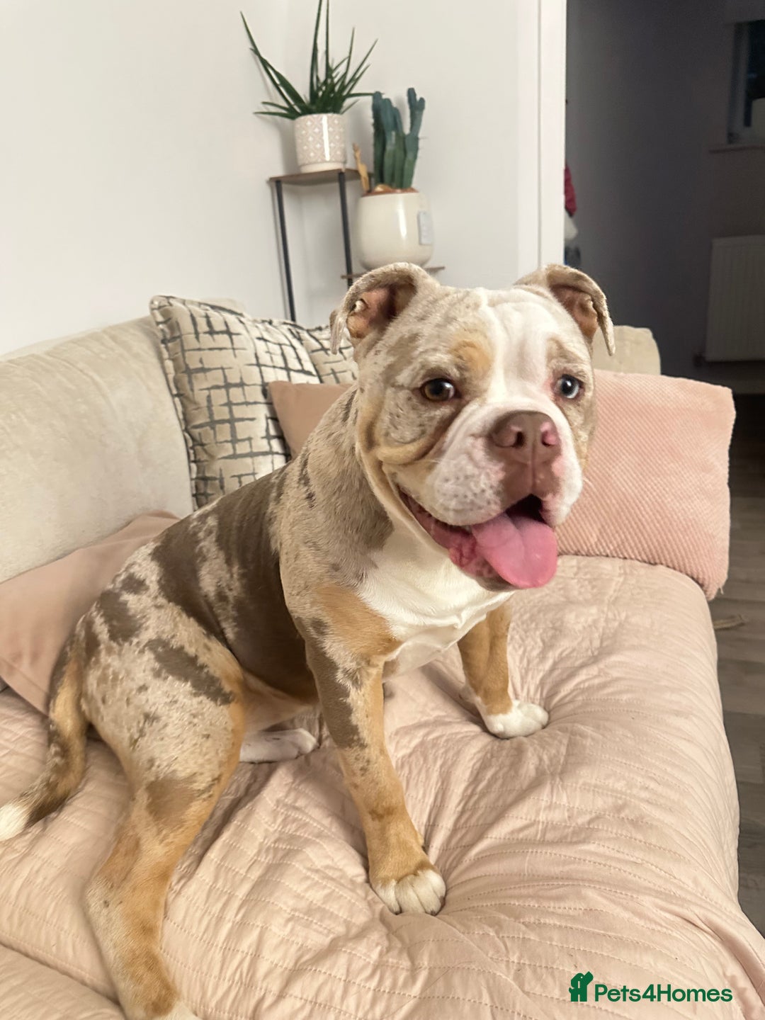 Olde English Bulldogge dogs for sale: Female OEB 11 months old - Image 3