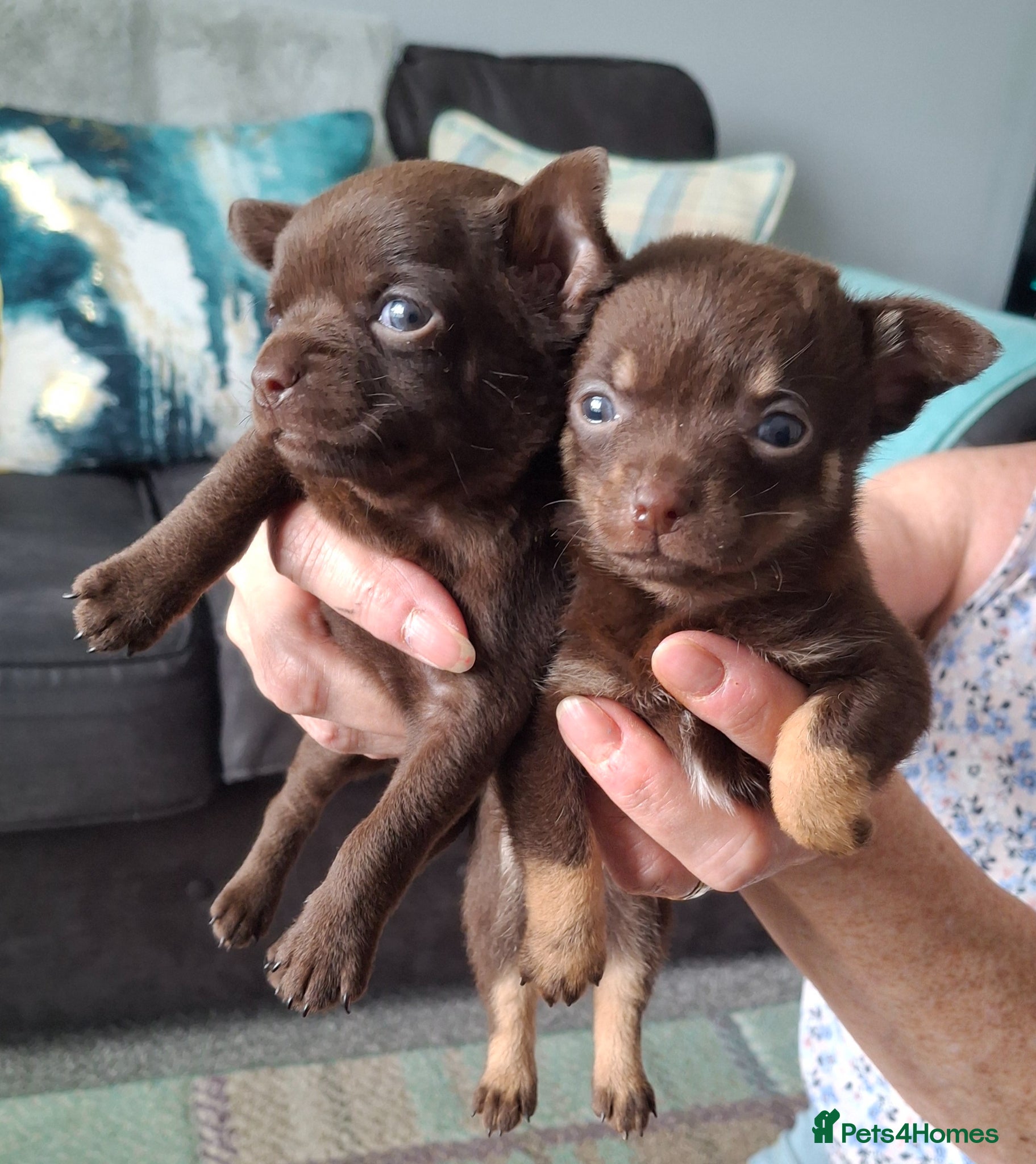 Chihuahua dogs Chihuahua 2 puppie girls chocolate brown - Advert 7