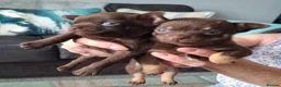 Chihuahua dogs for sale: Chihuahua 3 puppies 2girls 1boy brown - Advert 2