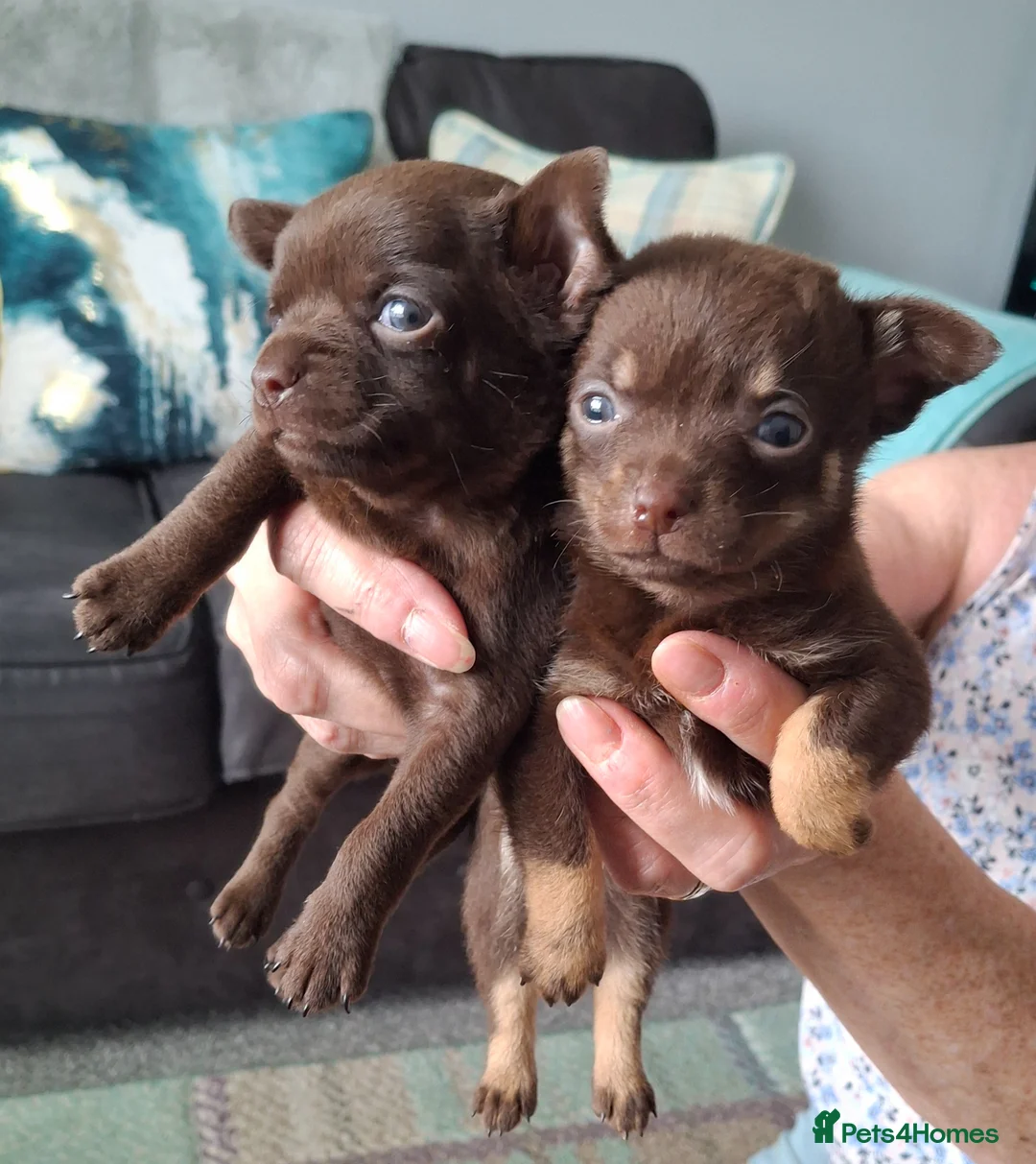 Chihuahua dogs for sale: Chihuahua 3 puppies 2girls 1boy brown - Advert 2