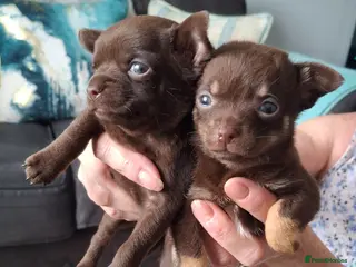 Chihuahua dogs Chihuahua 2 puppie girls chocolate brown - Advert 1