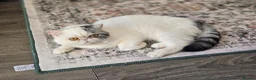 Exotic cats for sale: Exotic Male - Advert 4