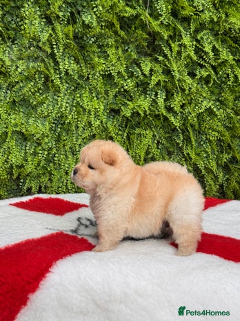 Chow Chow dogs - Advert 1