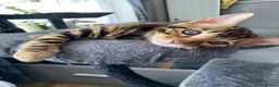 Bengal cats for sale: One Little Princesses - Advert 11