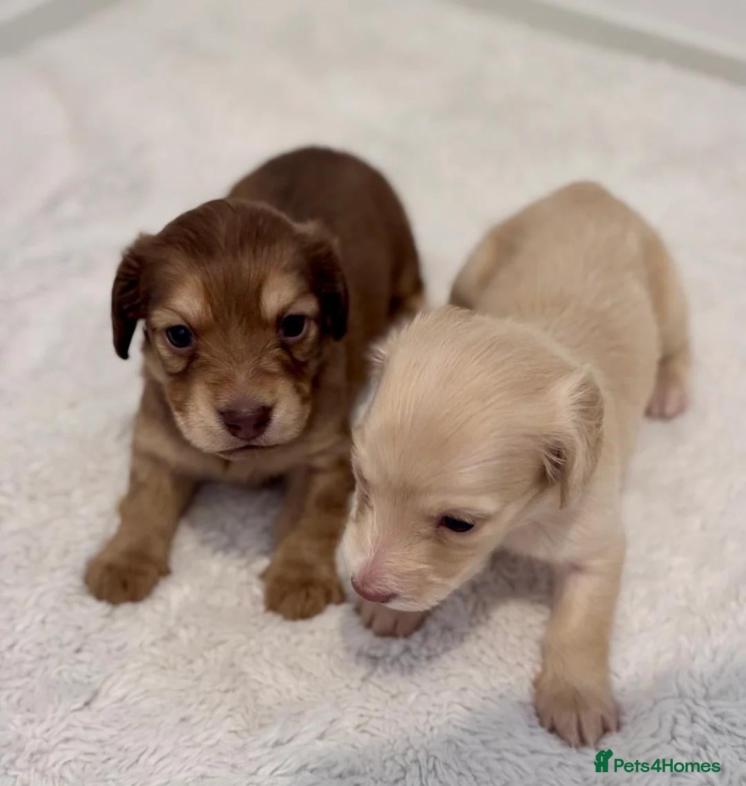 Miniature Dachshund dogs  Cream Long-Haired Miniature Dachshund Puppies  - Advert 1