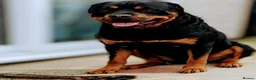 Rottweiler dogs for sale: Rottweiler puppy's X2 Boys  - Advert 16