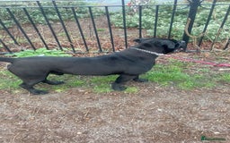 Cane Corso dogs for sale: Cane Corso  - Image 4