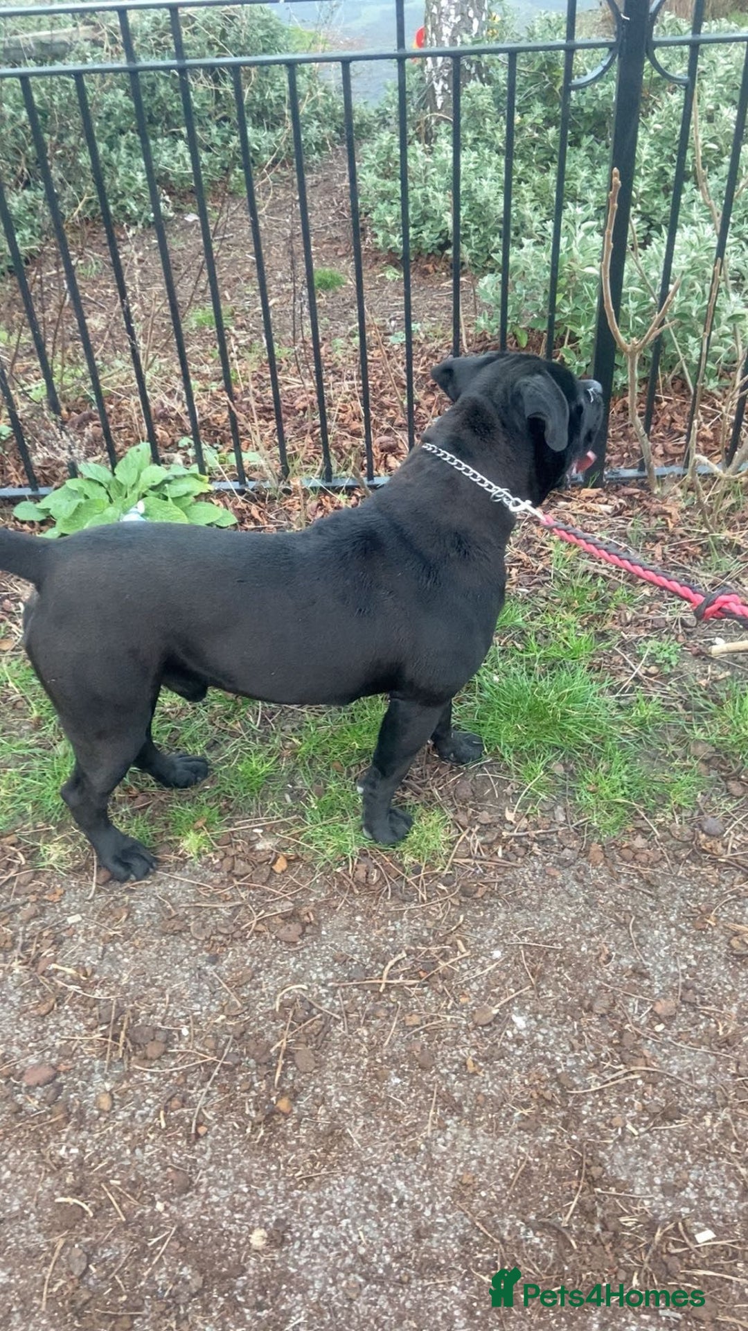 Cane Corso dogs for sale: Cane Corso  - Image 4