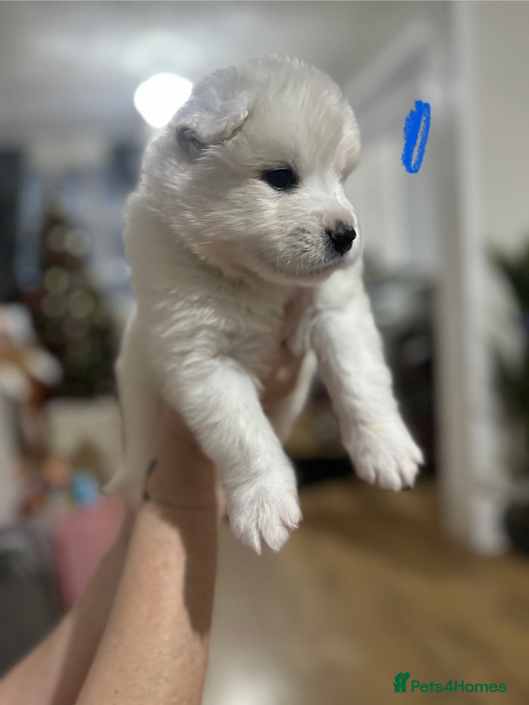 Samoyed dogs for sale: Adorable Samoyed Puppies for Sale!  - Advert 12