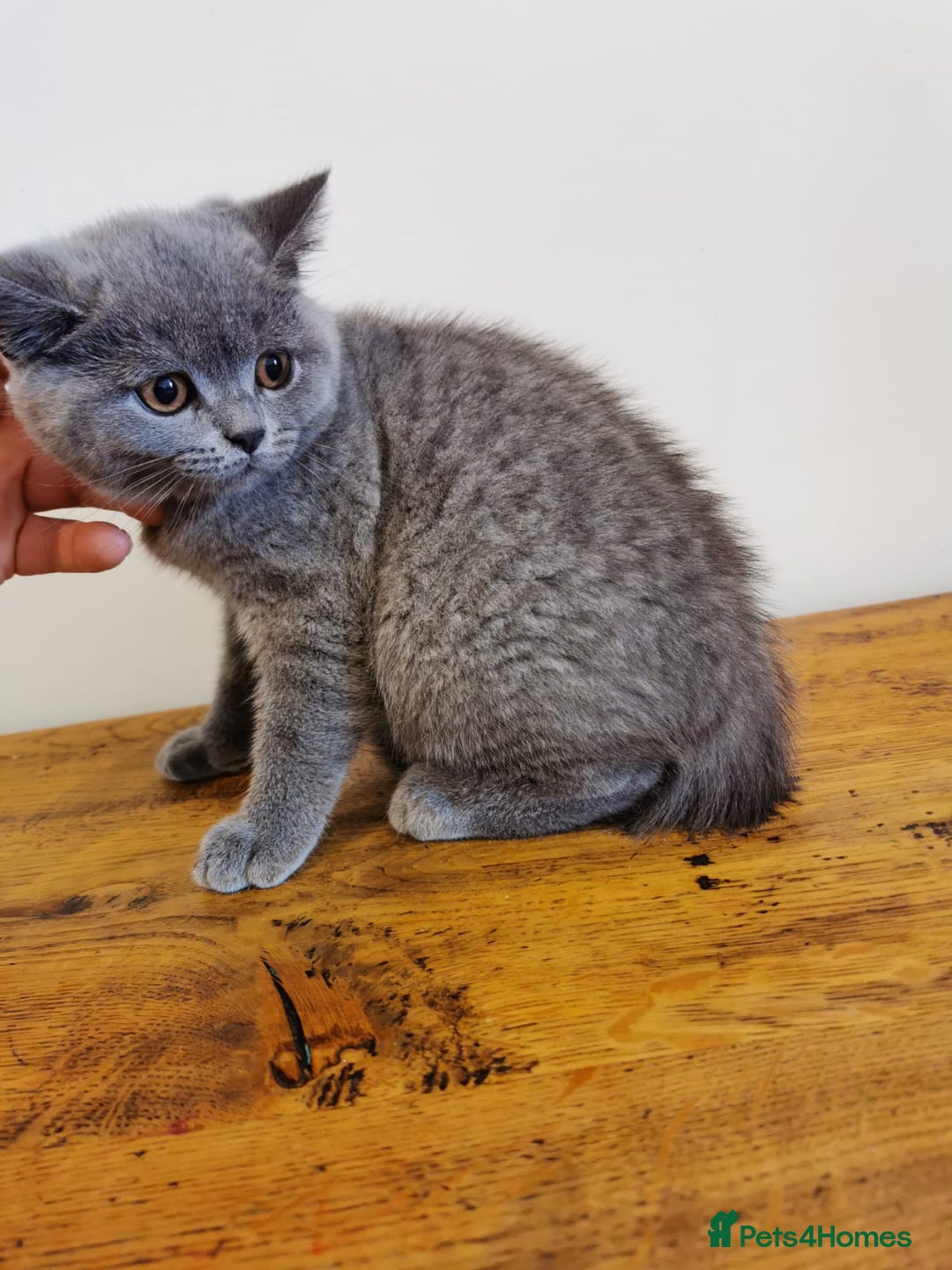 British Shorthair cats for sale: REDUCED LAST 4 REMAINING! TICA BRITISH SHORTHAIRS - Image 4