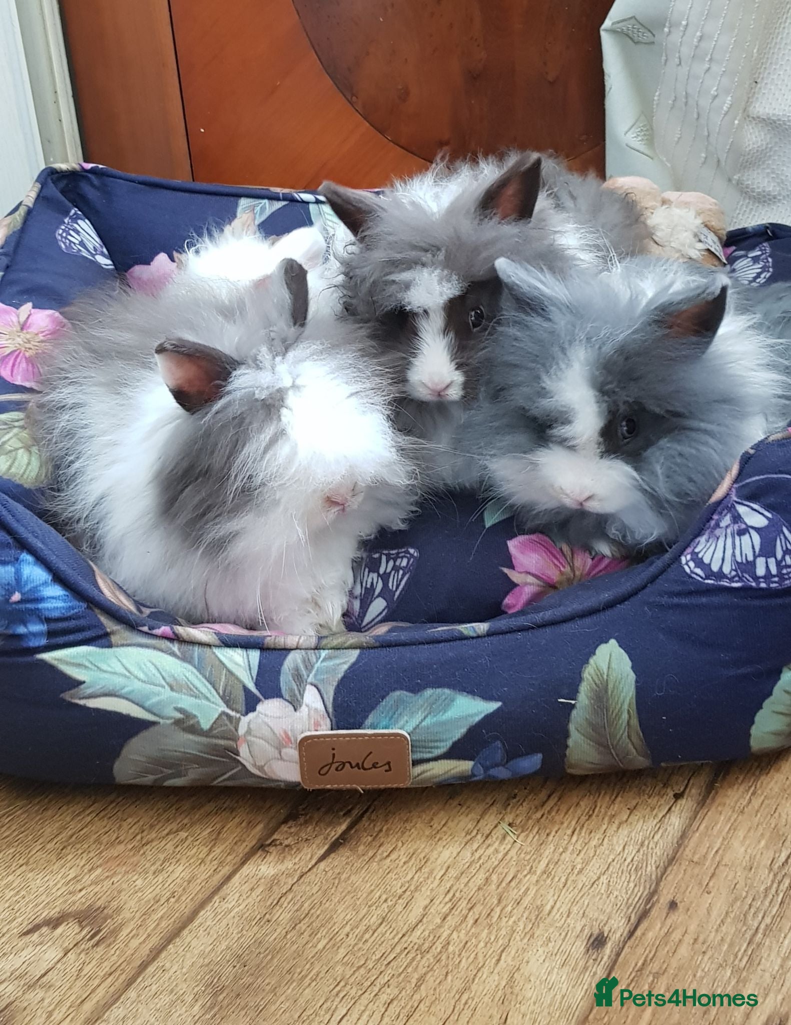 Lionhead rabbits 🐰 Adorable Lionheads Bunnies for Sale 🐰 - Advert 18