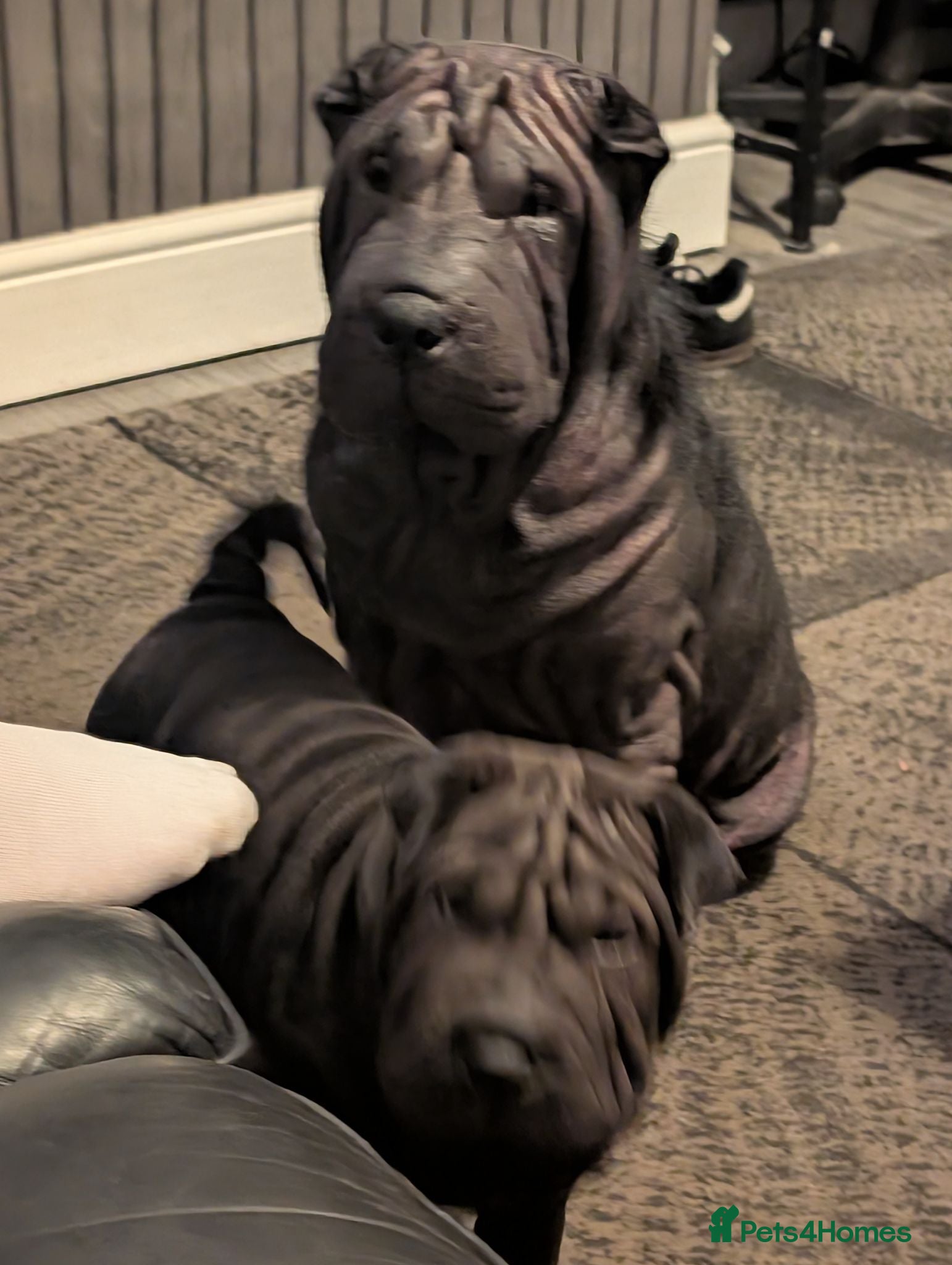 Shar Pei dogs Shar pei puppies for sale - Advert 9