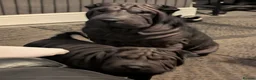 Shar Pei dogs for sale: Shar pei puppies for sale - Advert 1