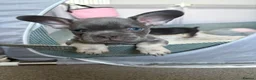 French Bulldog dogs for sale: KC Registered french bulldogs  - Advert 9