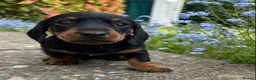 Miniature Dachshund dogs for sale: Minature Dachshund Pups - Advert 5