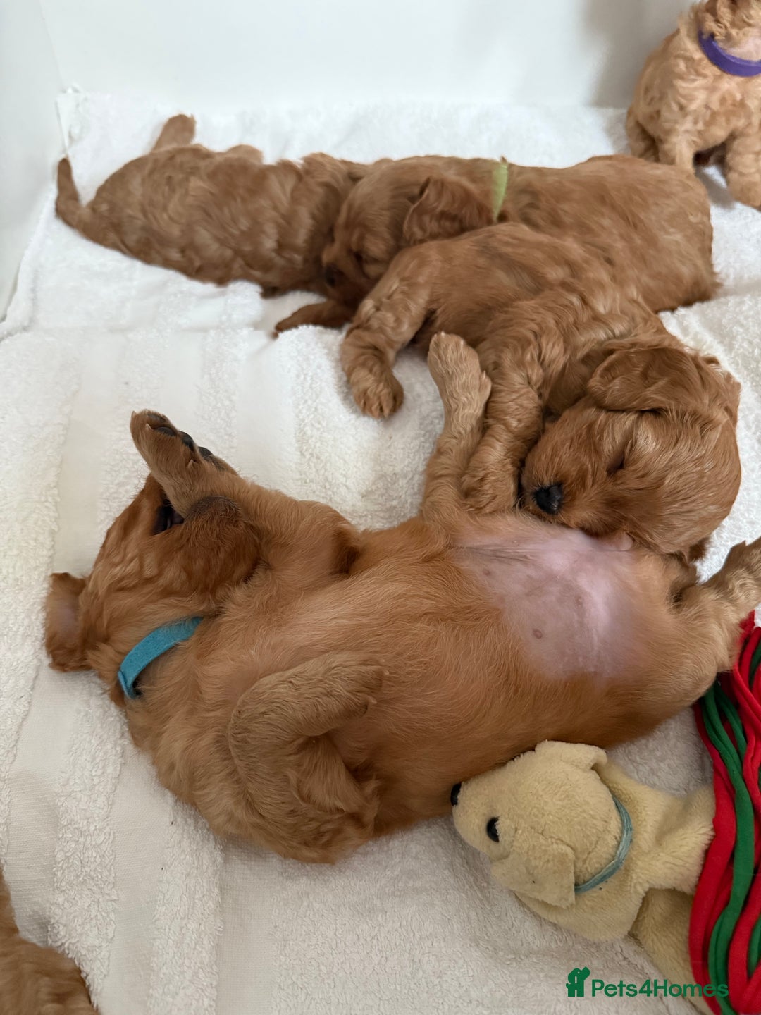 Cavapoo dogs for sale: 6 Beautiful Toy Cavapoo Girls  - Image 25