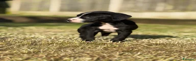 Badger 