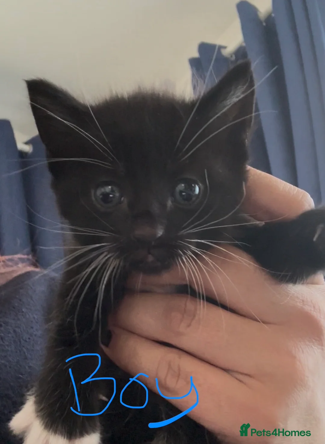 Bombay cats for sale: 5 Bombay cross Kittens - Advert 6