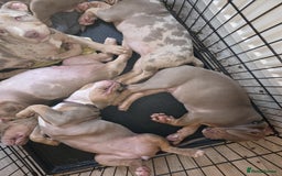 American Bully dogs for sale: American pocket bullys - Image 2