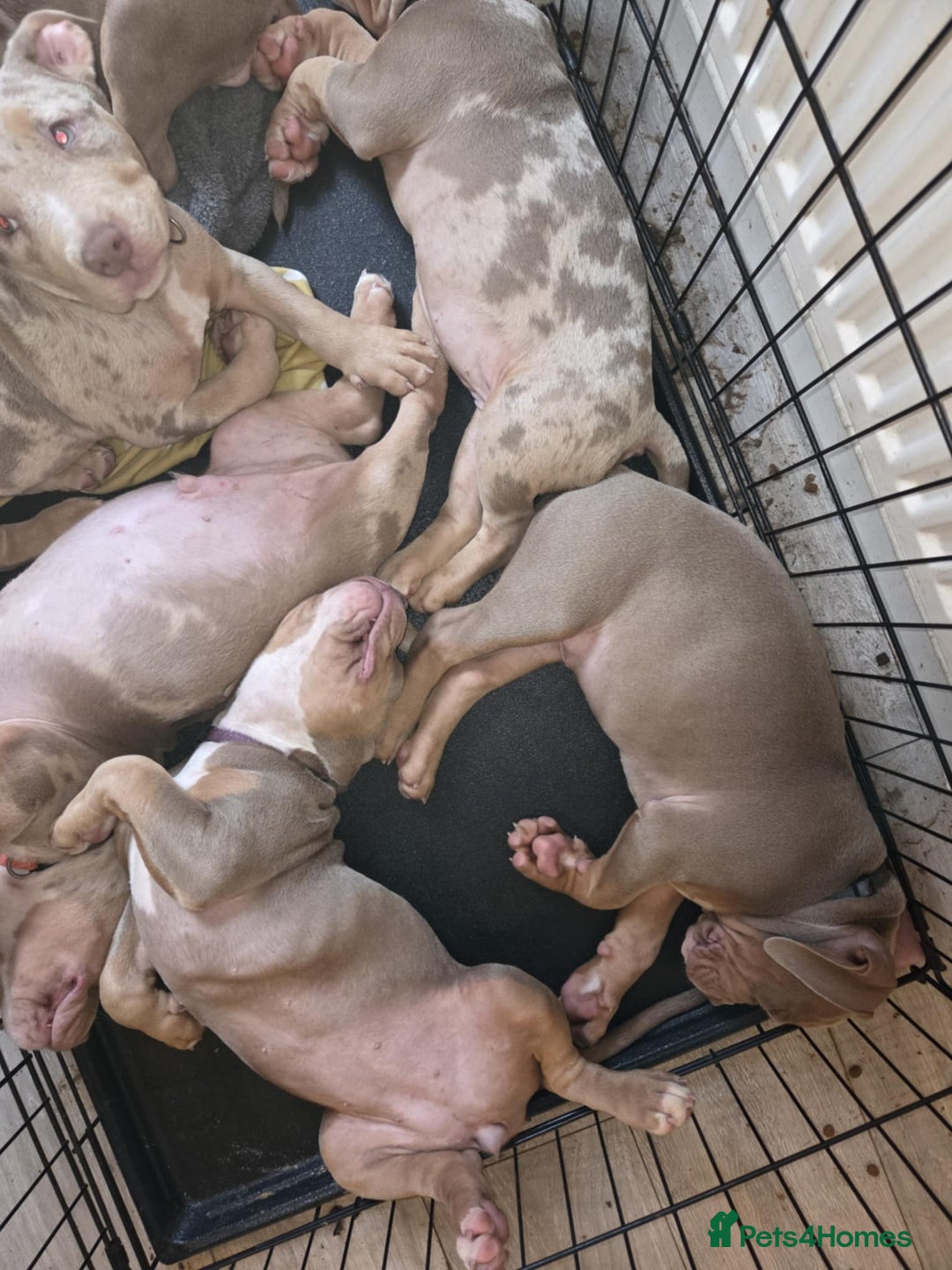 American Bully dogs for sale: American pocket bullys - Image 2