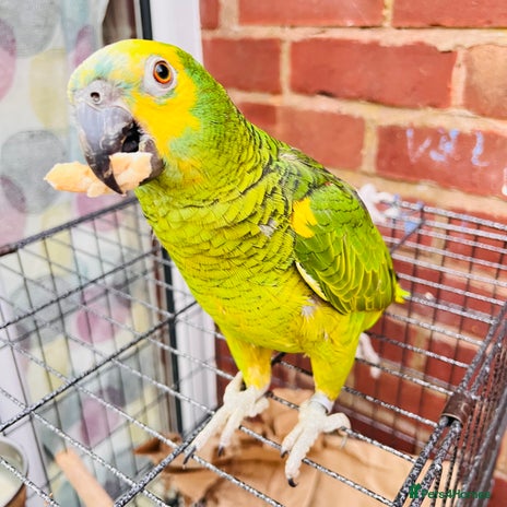 Parrots birds - Advert 2