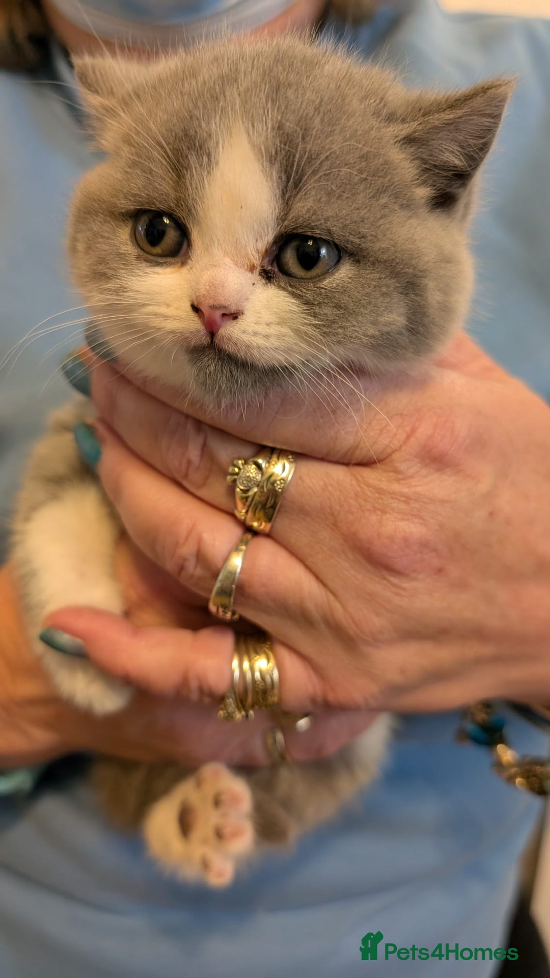 British Shorthair cats for sale: Stunning pedigree British short hair kittens  - Advert 20