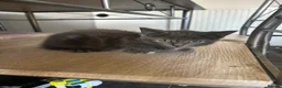 Mixed Breed cats for sale: Beautiful kittens for sale  - Advert 5