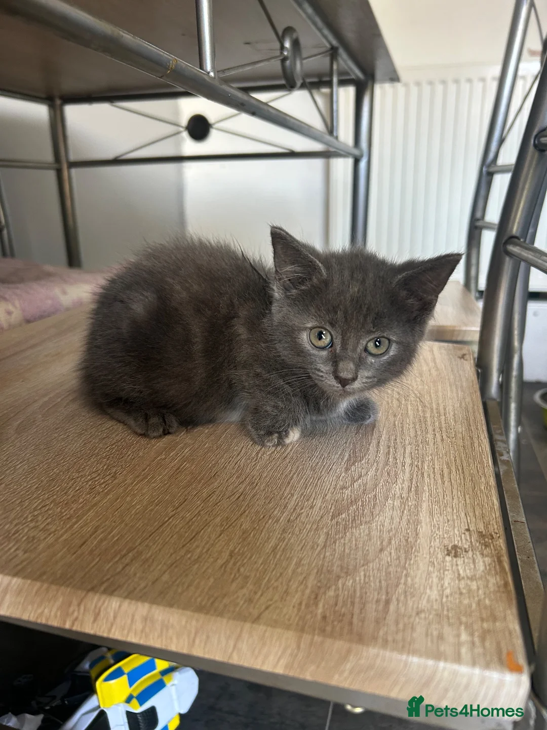 Mixed Breed cats for sale: Beautiful kittens for sale  - Advert 5