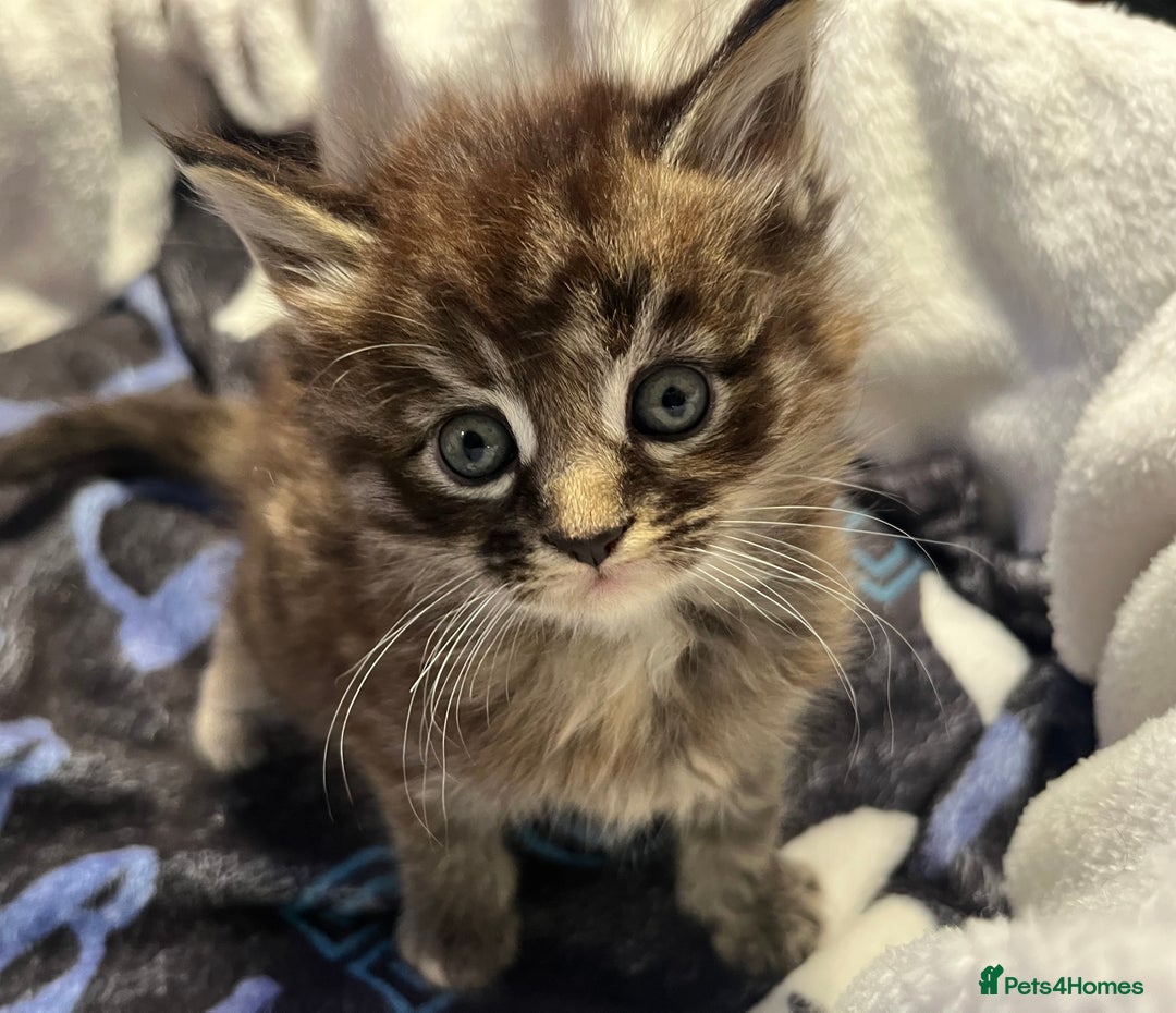 Maine Coon cats for sale: Stunning Half Maine coon kittens  - Image 26