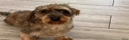 Dachshund dogs for stud: Wirehair dachshund  - Advert 2