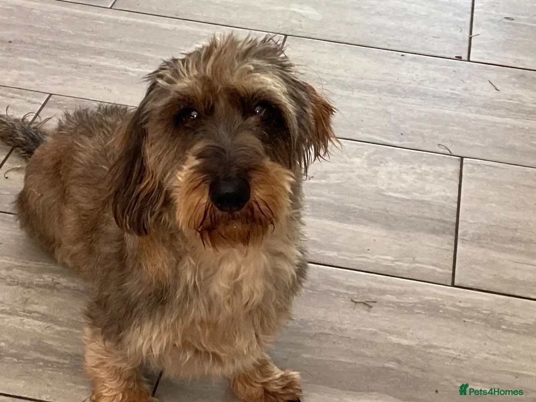 Dachshund dogs for stud: Wirehair dachshund  - Advert 2