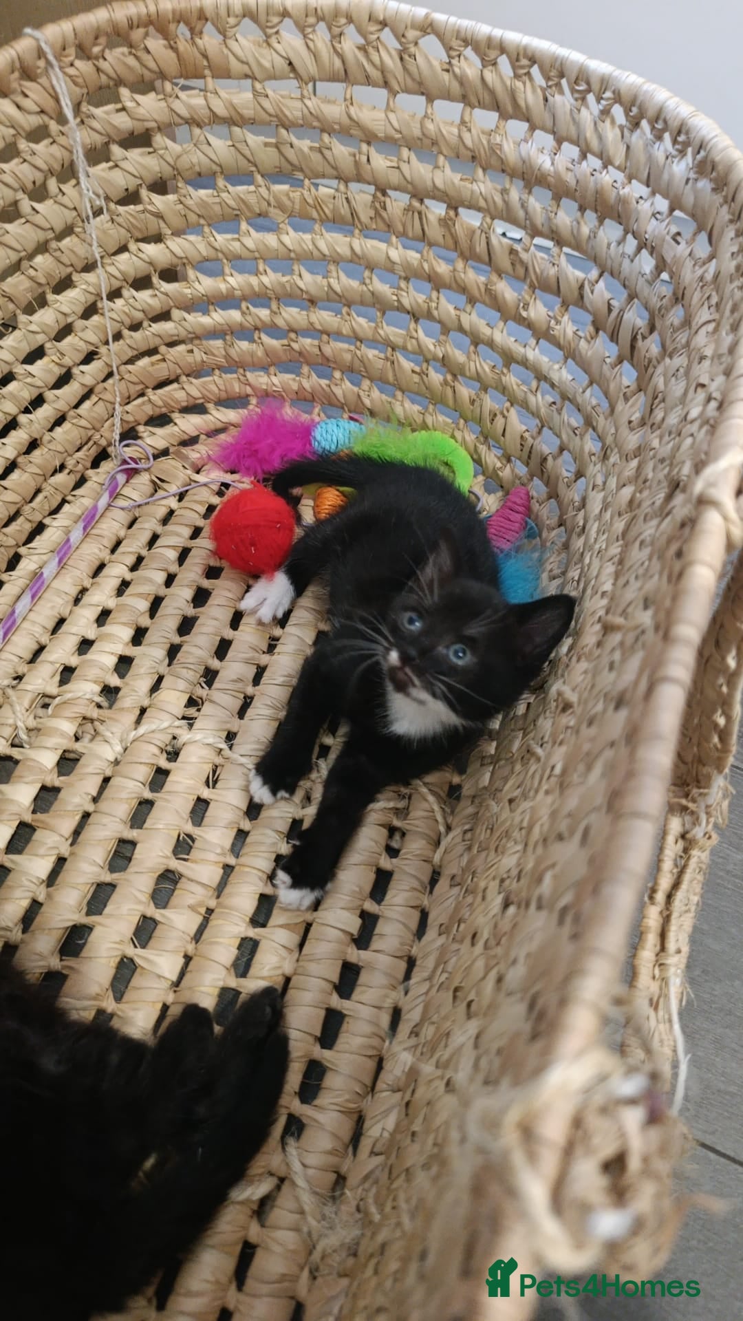 Mixed Breed cats Playful and Adorable Kittens for their new Homes!! - Advert 2
