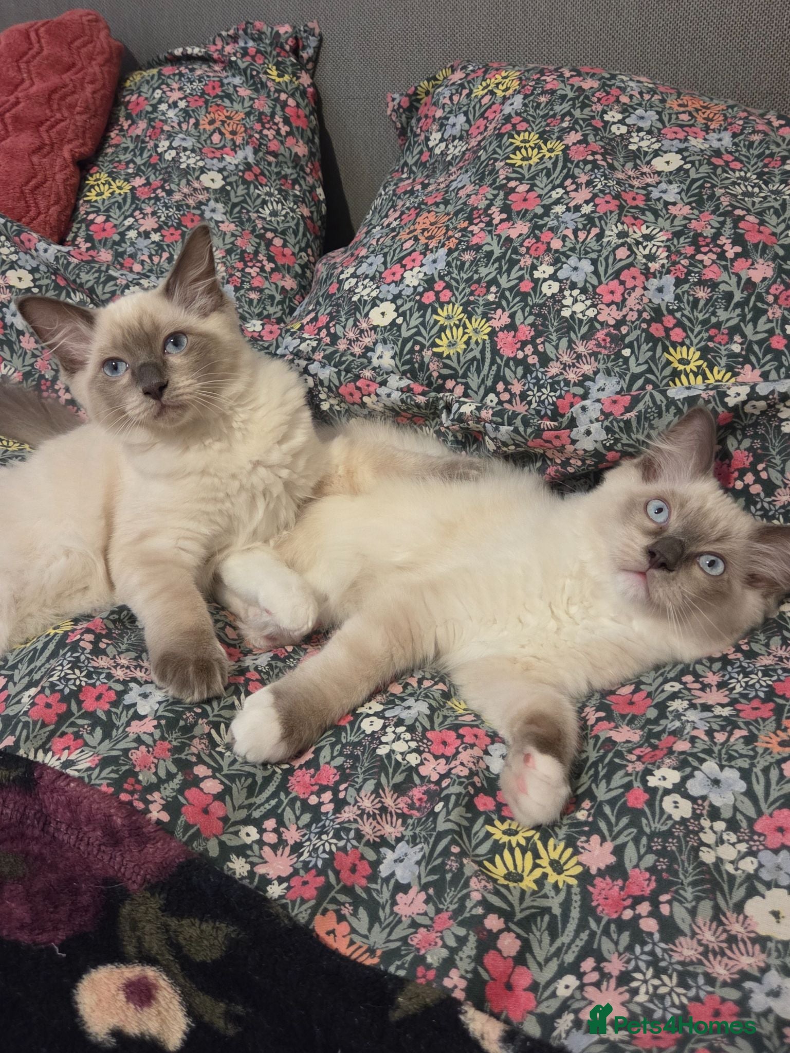 Ragdoll cats 🐾 Ragdoll Kittens Ready now !  - Advert 2