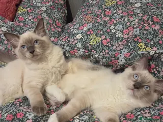 Ragdoll cats 🐾 Ragdoll Kittens Ready now ! - Advert 2