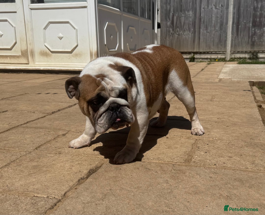 English Bulldog dogs for sale: 2 KC Breeding Bitches - Image 8