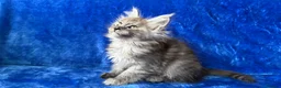 Maine Coon cats for sale: Maine coon kittens registered with GCCF - Advert 27
