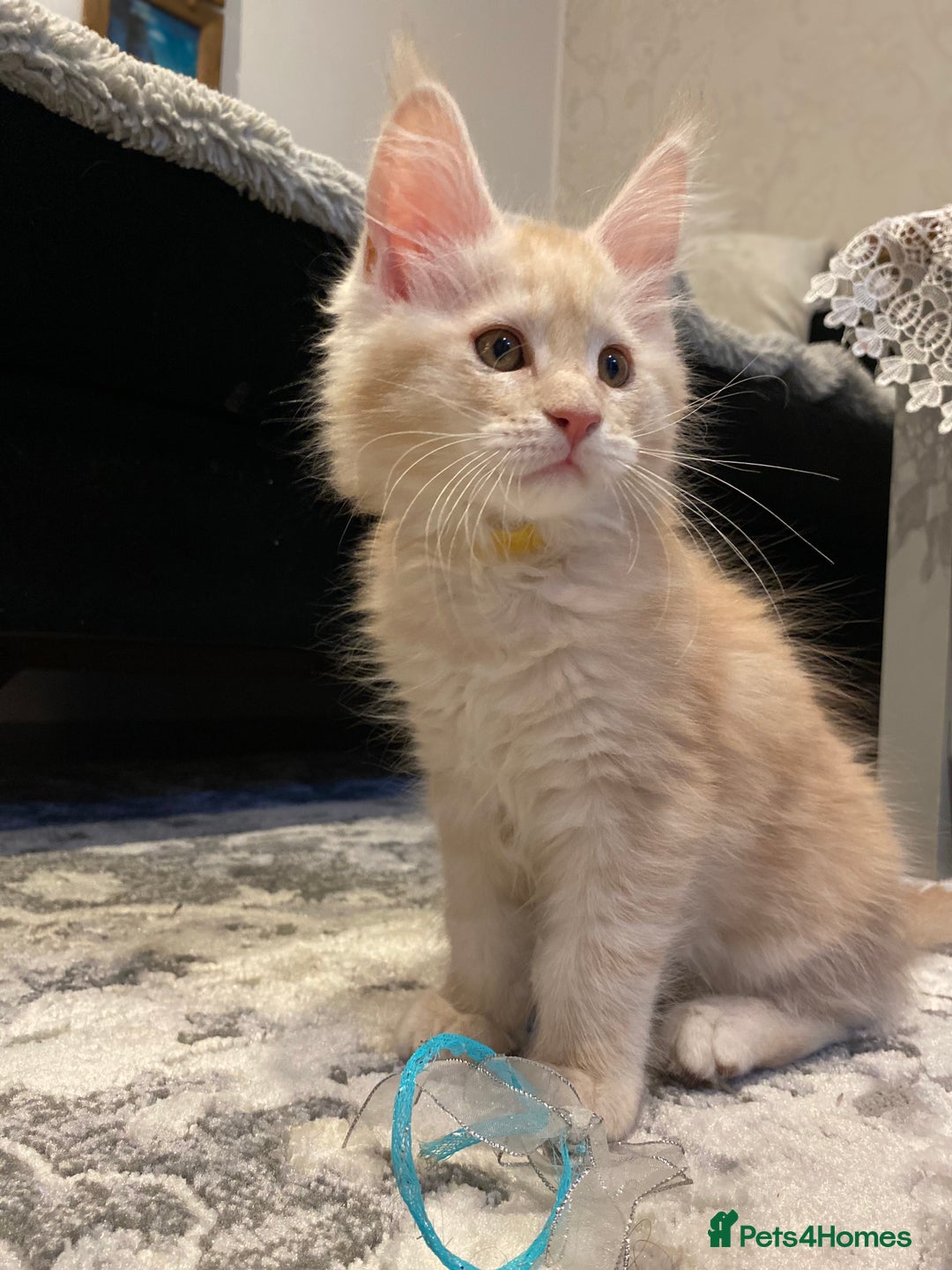 Maine Coon cats for sale: Maine coon kittens Russian/big - Advert 24