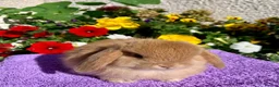 Mini Lop rabbits for sale: Gorgeous, purebred Mini lop babies ready October - Advert 18
