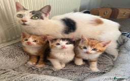 Mixed Breed cats for sale: STUNNING BOY AND GIRL KITTENS - Image 14