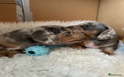 Miniature Dachshund dogs for sale: Mini dachshund puppies 6 weeks - Advert 31