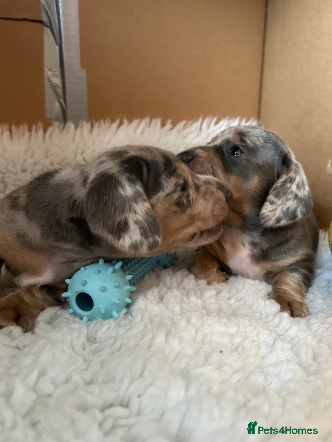 Miniature Dachshund dogs for sale: Mini dachshund puppies 6 weeks - Advert 31