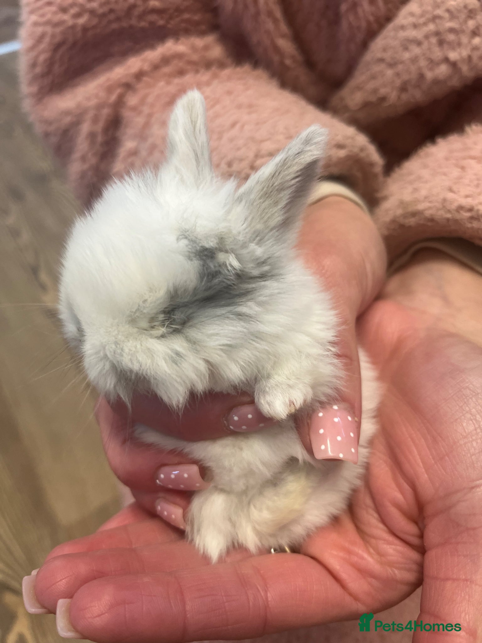 Mini Lop rabbits Gorgeous Pure Bred Mini Lops  - Advert 2