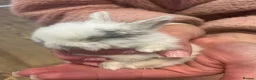 Mini Lop rabbits for sale: Gorgeous Pure Bred Mini Lops  - Advert 6