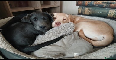 Labrador Retriever dogs - Advert 15