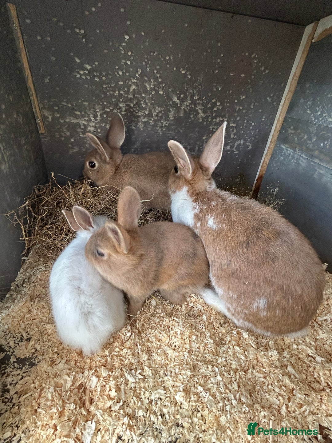 Mixed Breed rabbits for sale: 10 week old rabbits  - Advert 5