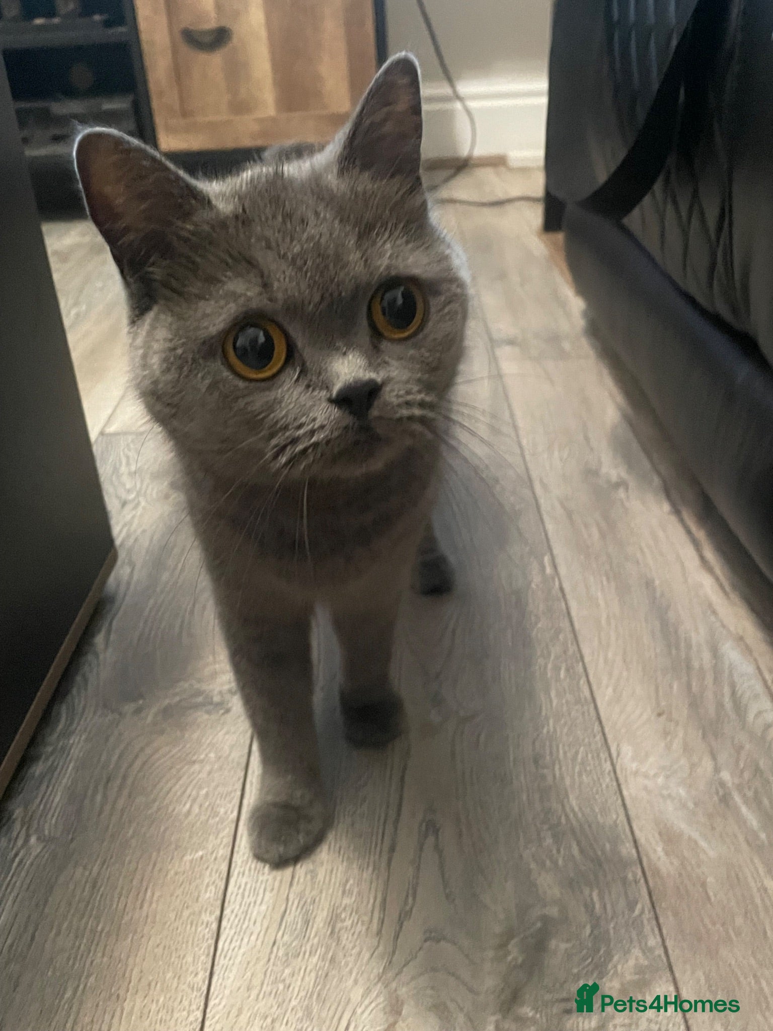 British Shorthair cats 4x British shorthair kittens  - Advert 1