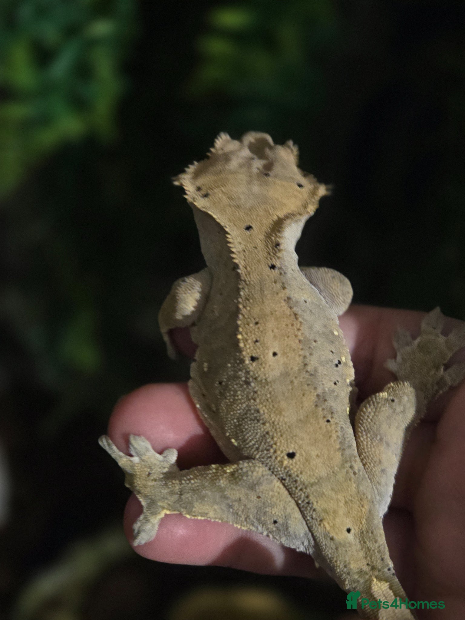 Gecko reptiles 3 female one male creasted geko - Advert 13