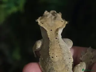 Gecko reptiles 3 female one male creasted geko - Advert 1