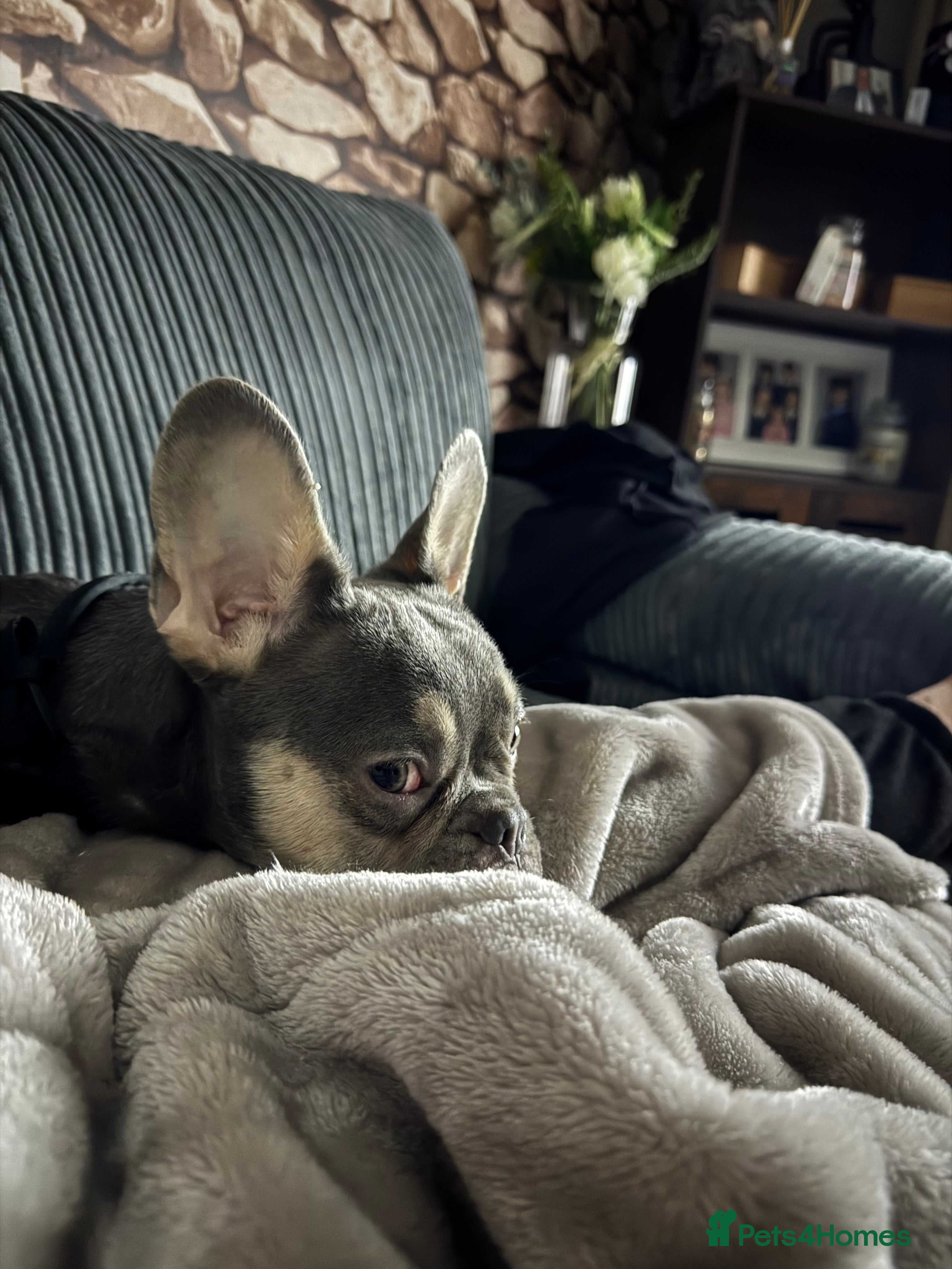 French Bulldog dogs french bulldog - Advert 2