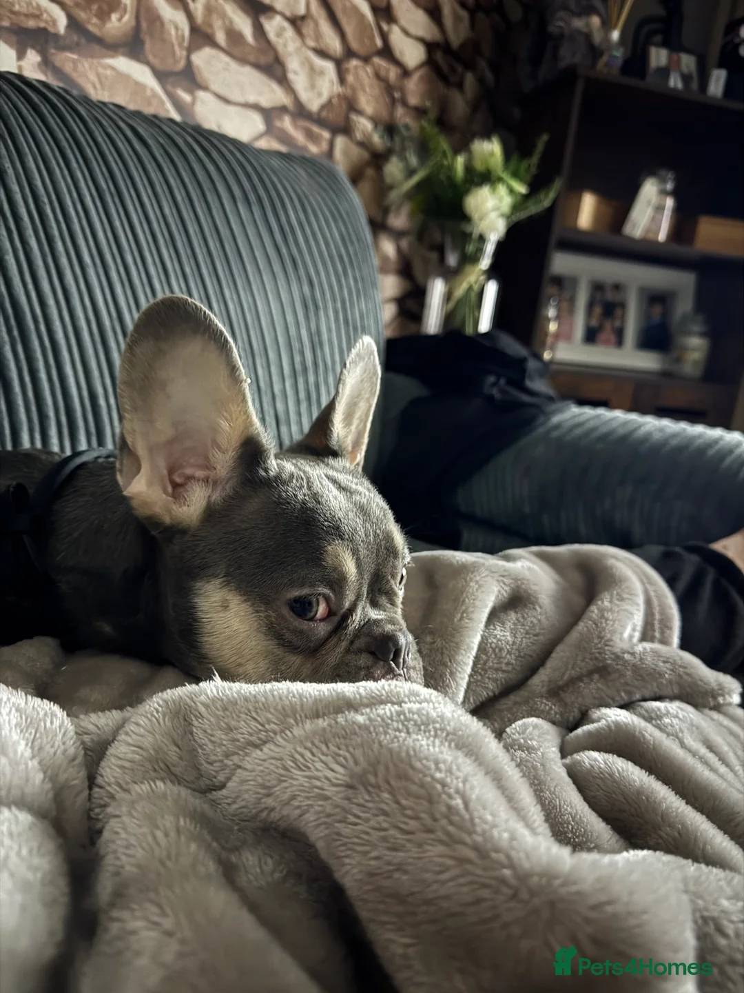 French Bulldog dogs for sale: french bulldog - Advert 1